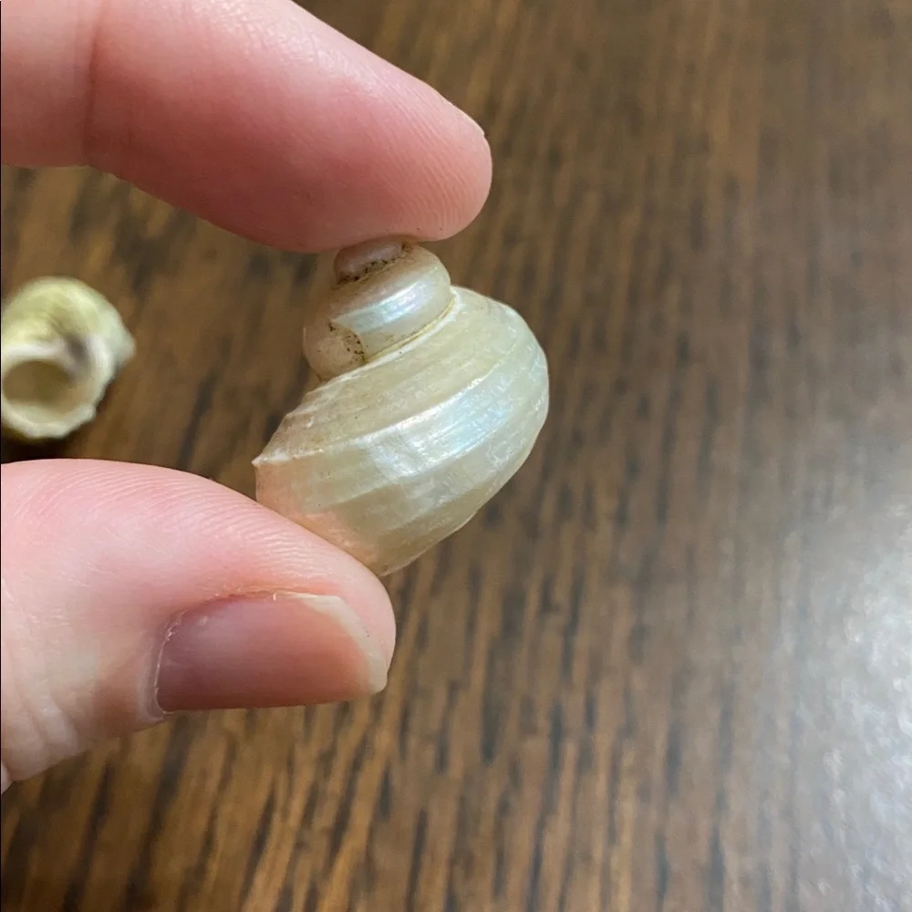 “5/$20” 3 hermit crab shells with .4 inch O shaped opening